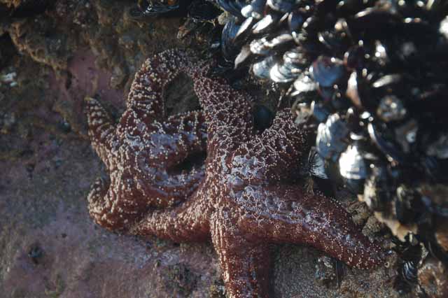 starfish